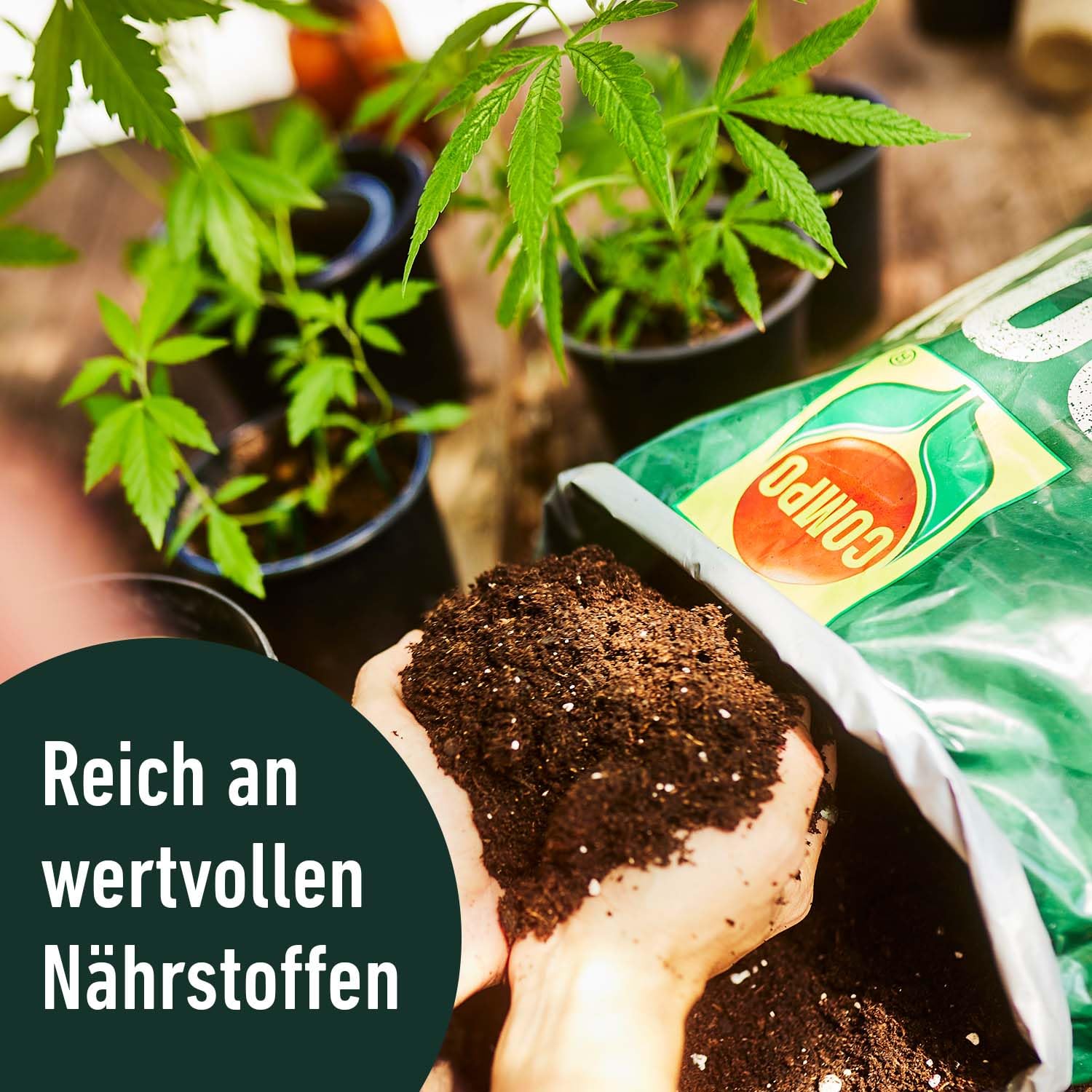 compo grow organic light mix erde