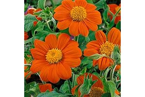 Outsidepride 500 Seeds Annual Tithonia Orange Mexican Sunflower Flower Seeds for Planting