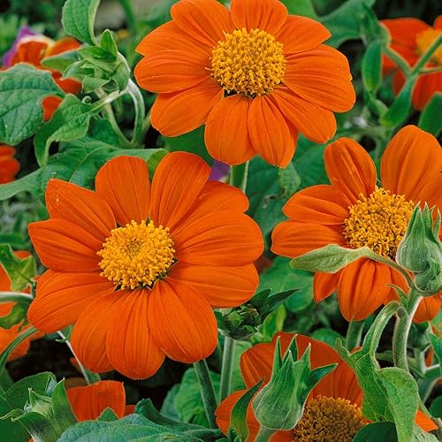 Miniatura 7 de Outsidepride Naranja Tithonia - Planta de flores cortadas de girasol mexicano - 1000 semillas
