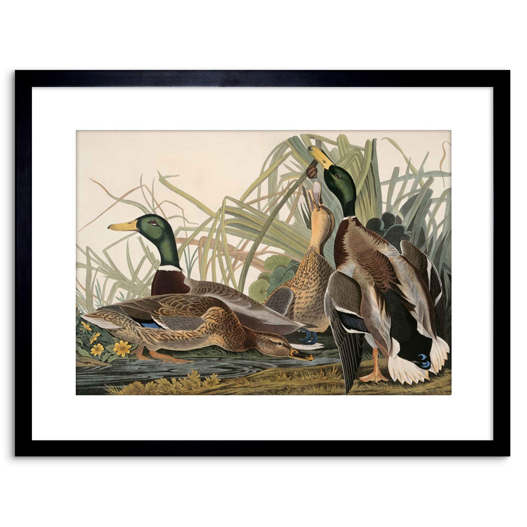 Wee Blue Coo PAINTING BIRD AUDUBON MALLARD DUCK FRAMED PRINT F97X3582