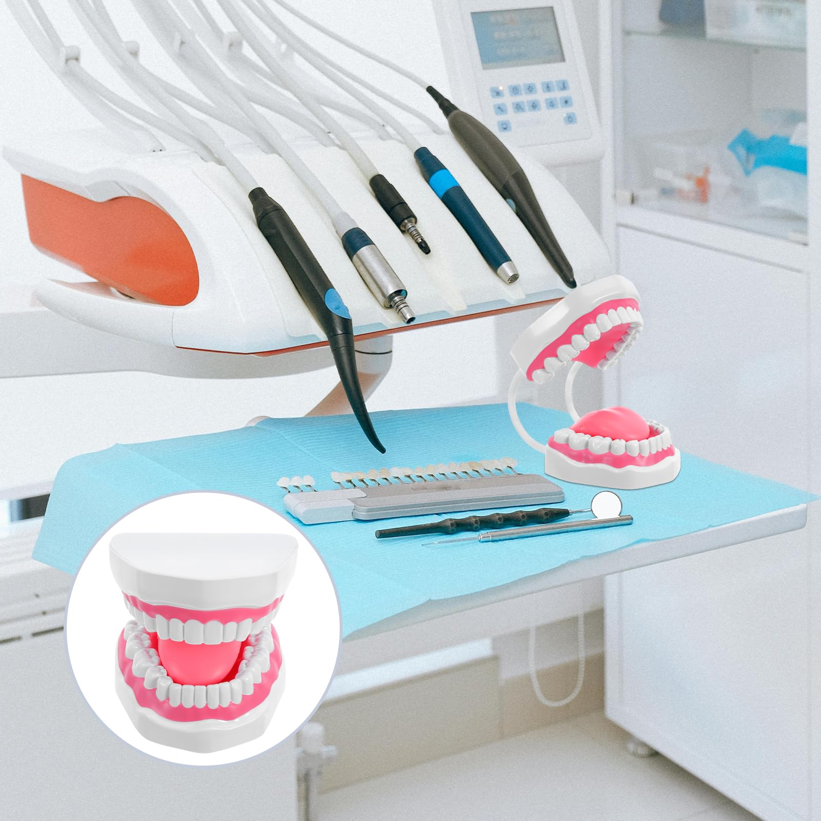 PRETYZOOM Modello Dentale per Studio Igiene Orale Bianco in Pvc con Radici, Superficie Facile da Pulire, Struttura Realistica per Studenti e Insegnamento Completo