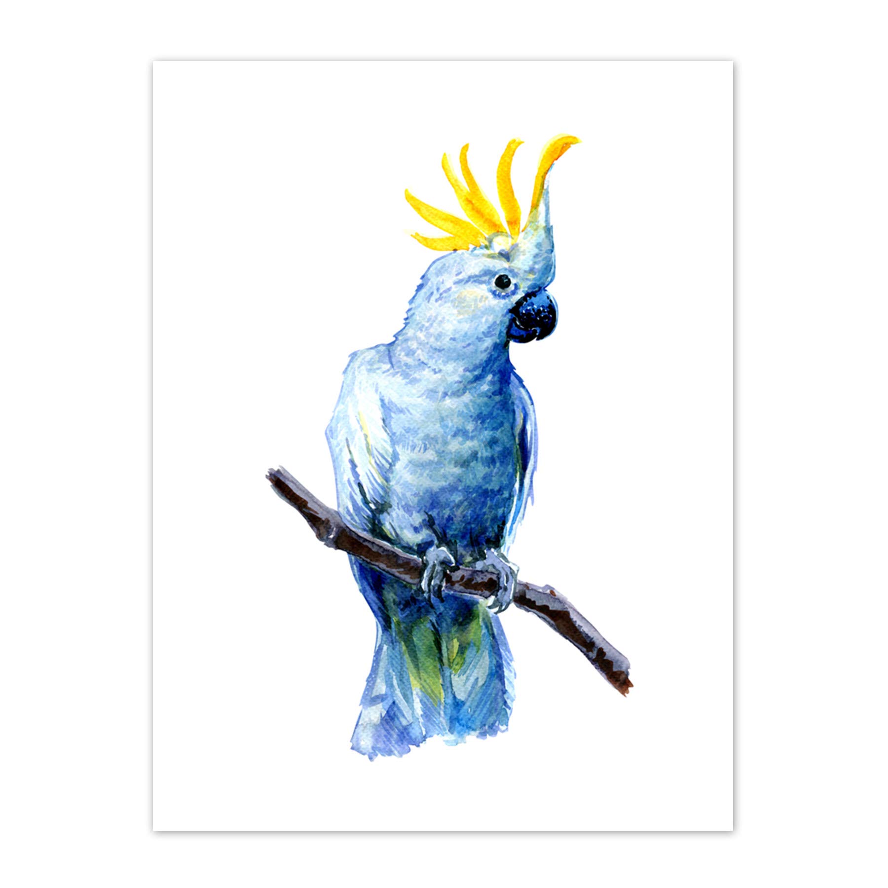 Wee Blue Coo Bird Cockatoo Painting Art Print Canvas Premium Wall Decor Poster