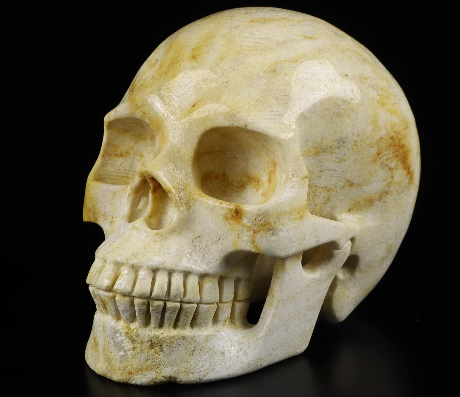 Amazon.co.jp: Skullis 12.7cm サンゴ化石クリスタルドクロ