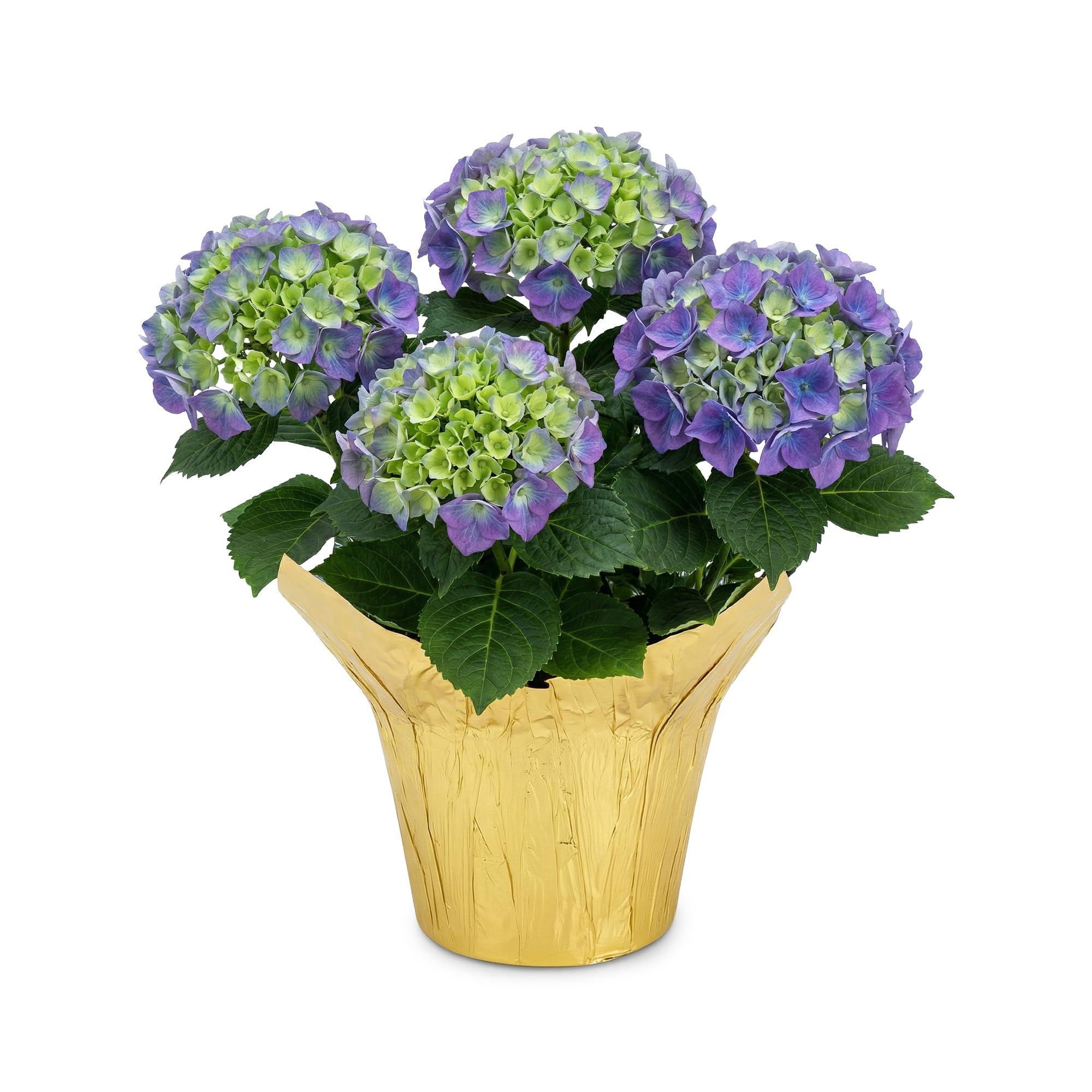 Live Flowering Hydrangea Shades of Blue