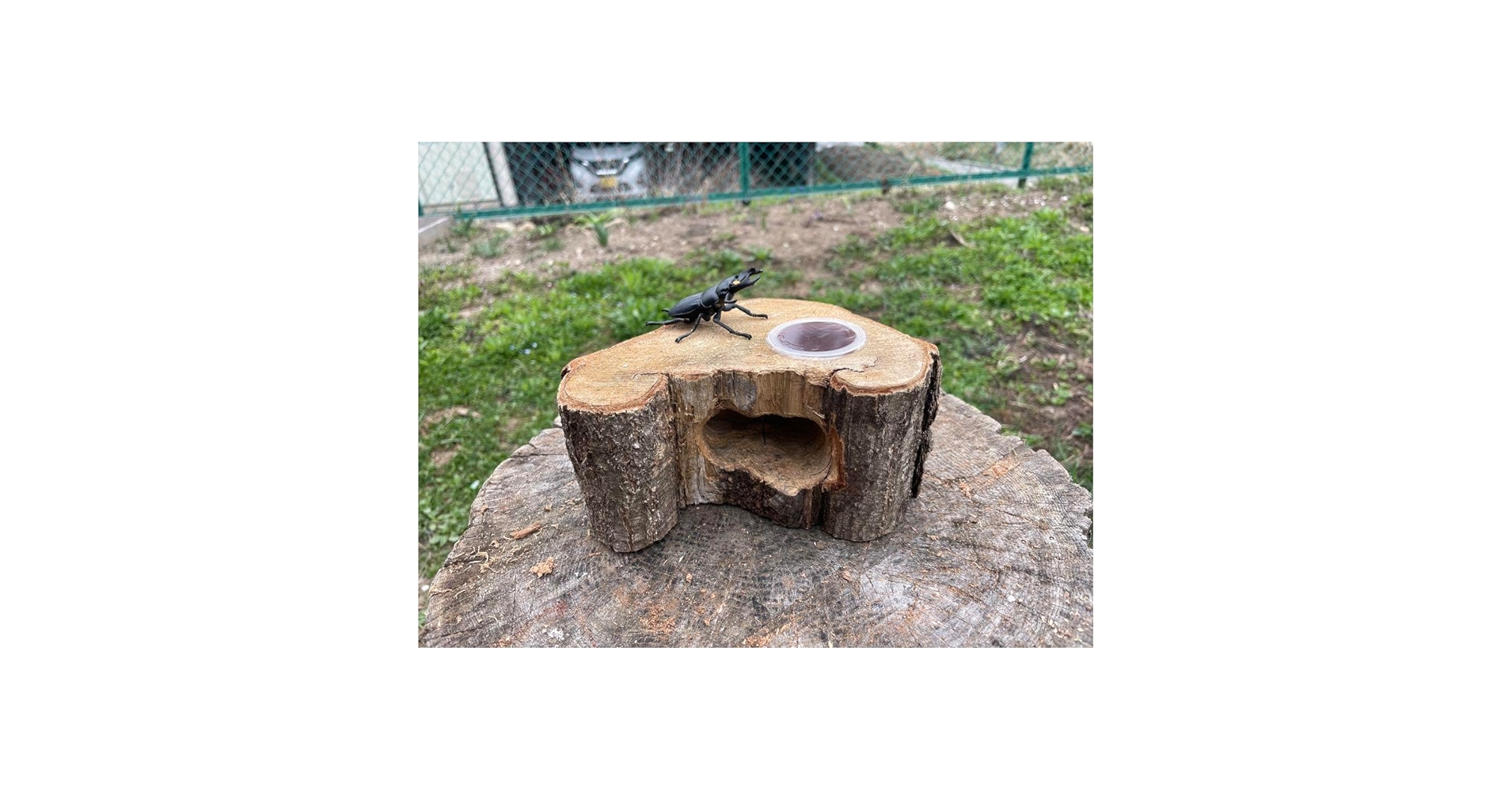 クワリウム　シェルター　登り木　エサ台 大型隠れ家 登り木 クワリウム クワガタ シェルター 樹洞 止まり