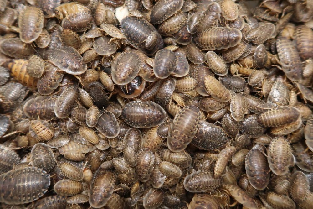 Dubia Roaches Live Feeder Insects Medium (1/2″), 100, Count