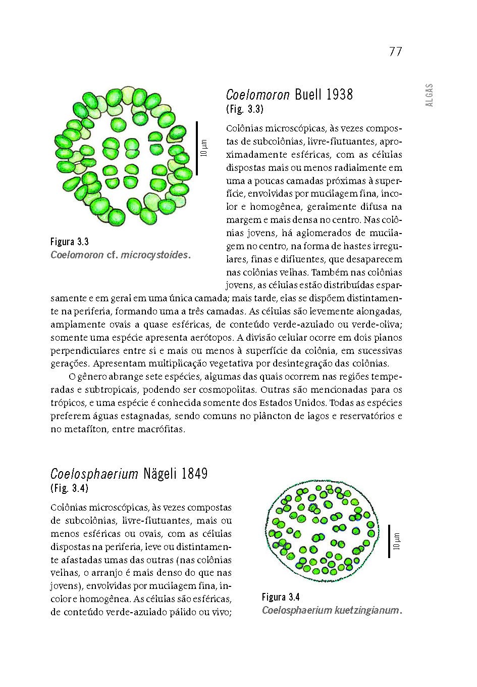 Algas Uma Abordagem Filogenetica, Taxonomica E Ecologica (Em Portuguese do Brasil)