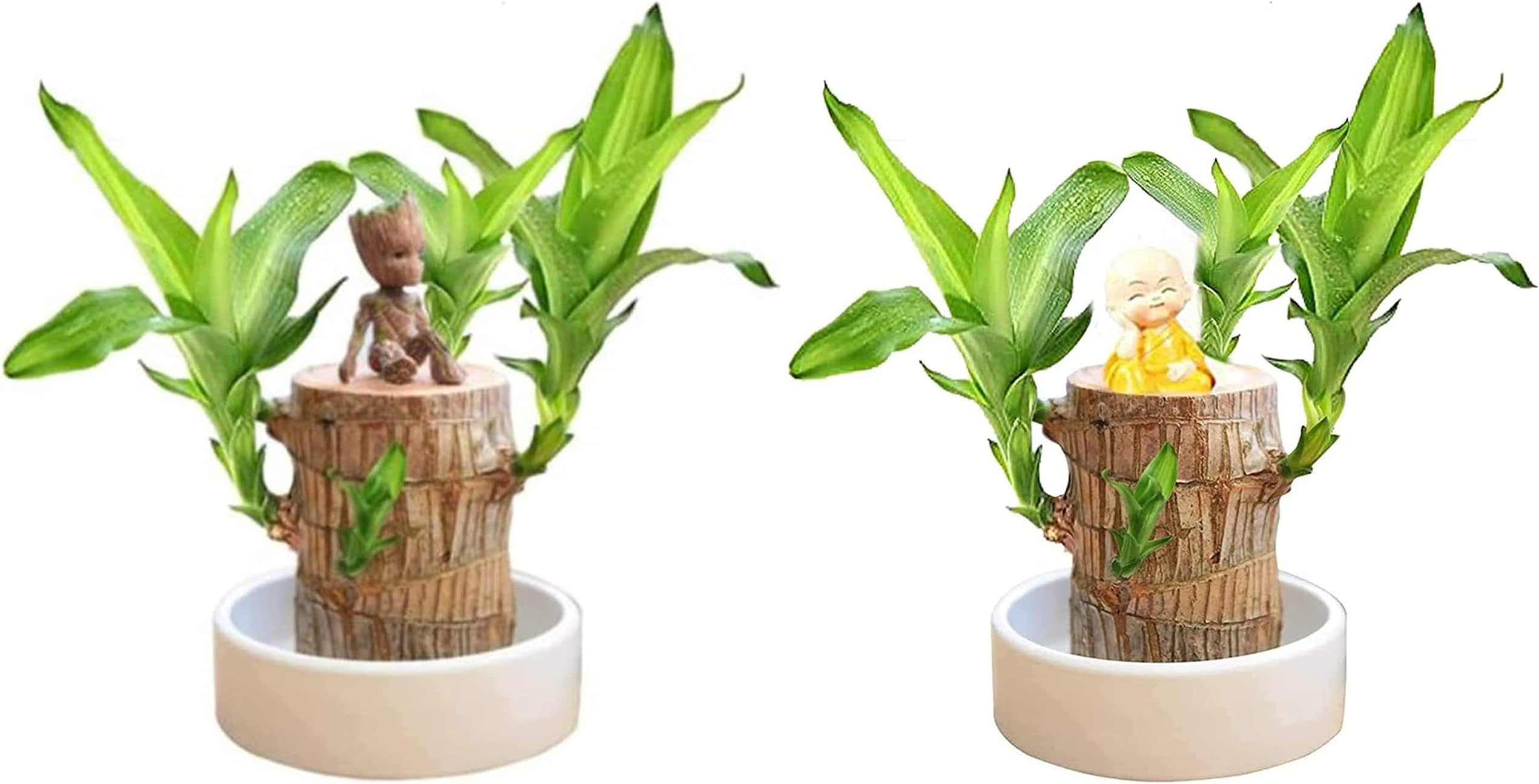 2022 Mini Brazilian Lucky Wood, Hydroponic Potted Stump Mini Plant, Indoor Office Desk Plant, Purifying Indoor Air Four Seasons Potted Plant (Brazilian Wood+Doll+Brazilian Wood+Monk)