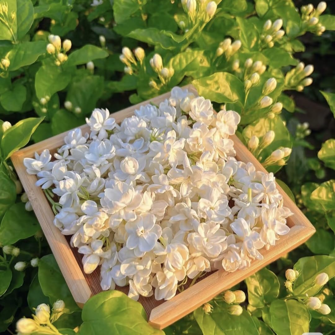 Chlorisium Canadian Hardy Climbing Jasmine Seeds 1000pcs - Winter
