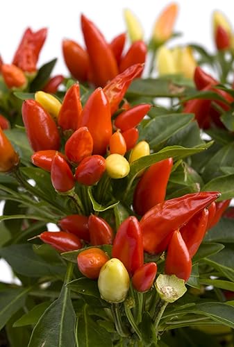 Miniatura 2 de Tabasco - Semillas de pimiento picante para plantar, cultivo de pimientos picantes (100 semillas)