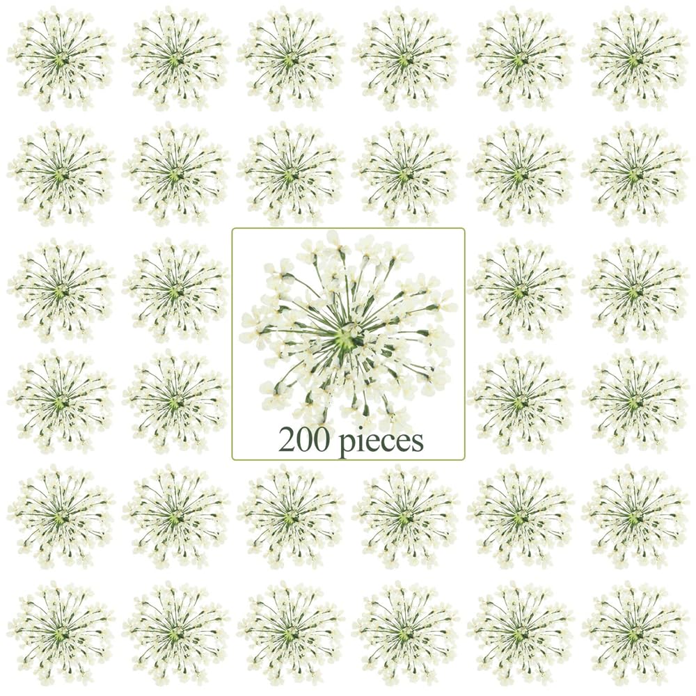 Azonee Dried Pressed Flowers for Resin, 200 Pcs Real Pressed Flowers Dry Leaves Bulk Ammi Majus Natural Pressed Dried Flower Dry Flowers for Crafts DIY Wedding Home Decor Scrapbooking Gift Soap Making