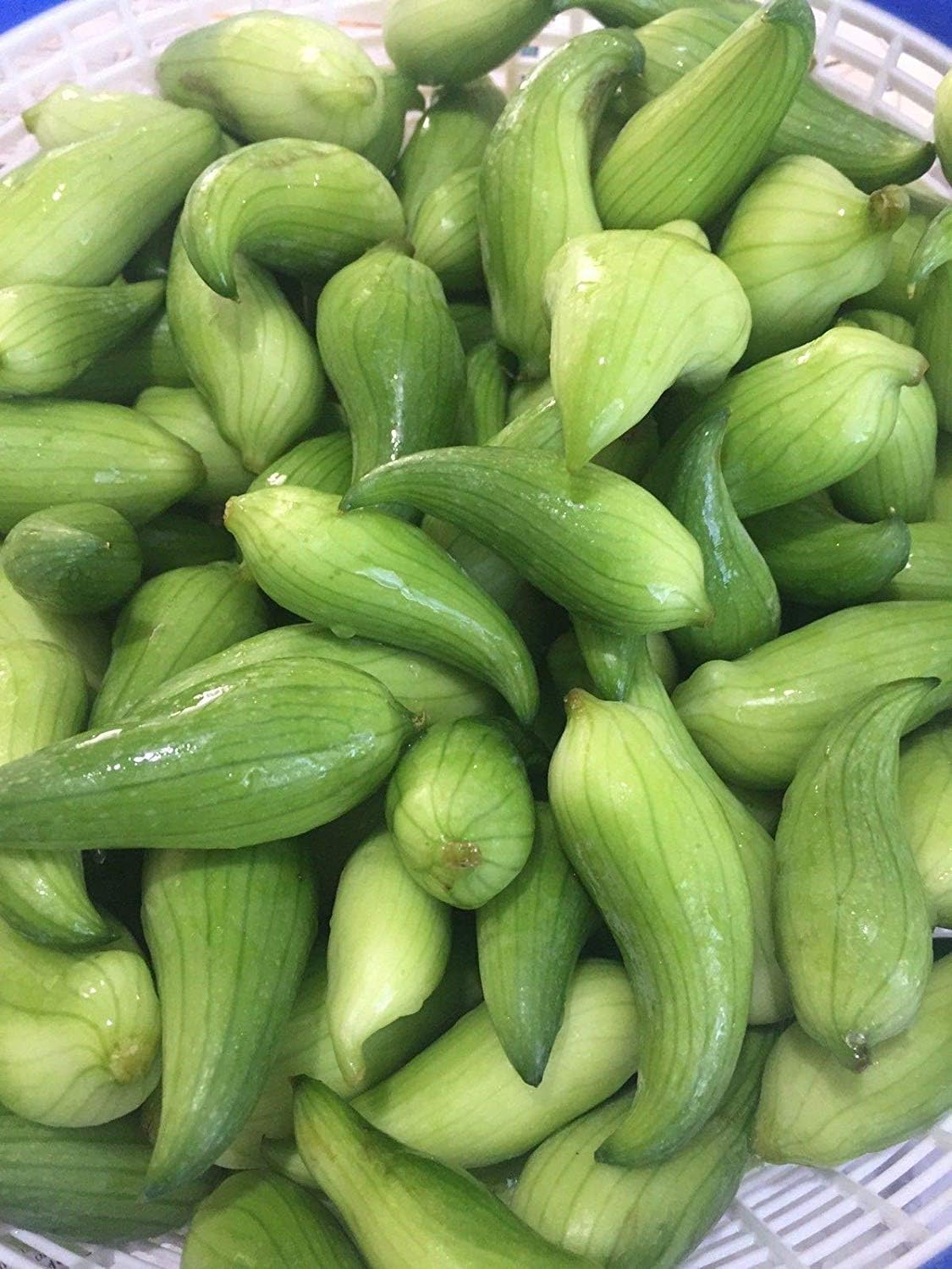 CUSHY Achocha Potol Fotol (20 Seeds) **Rare** Caigua 100% Organic. Quechua