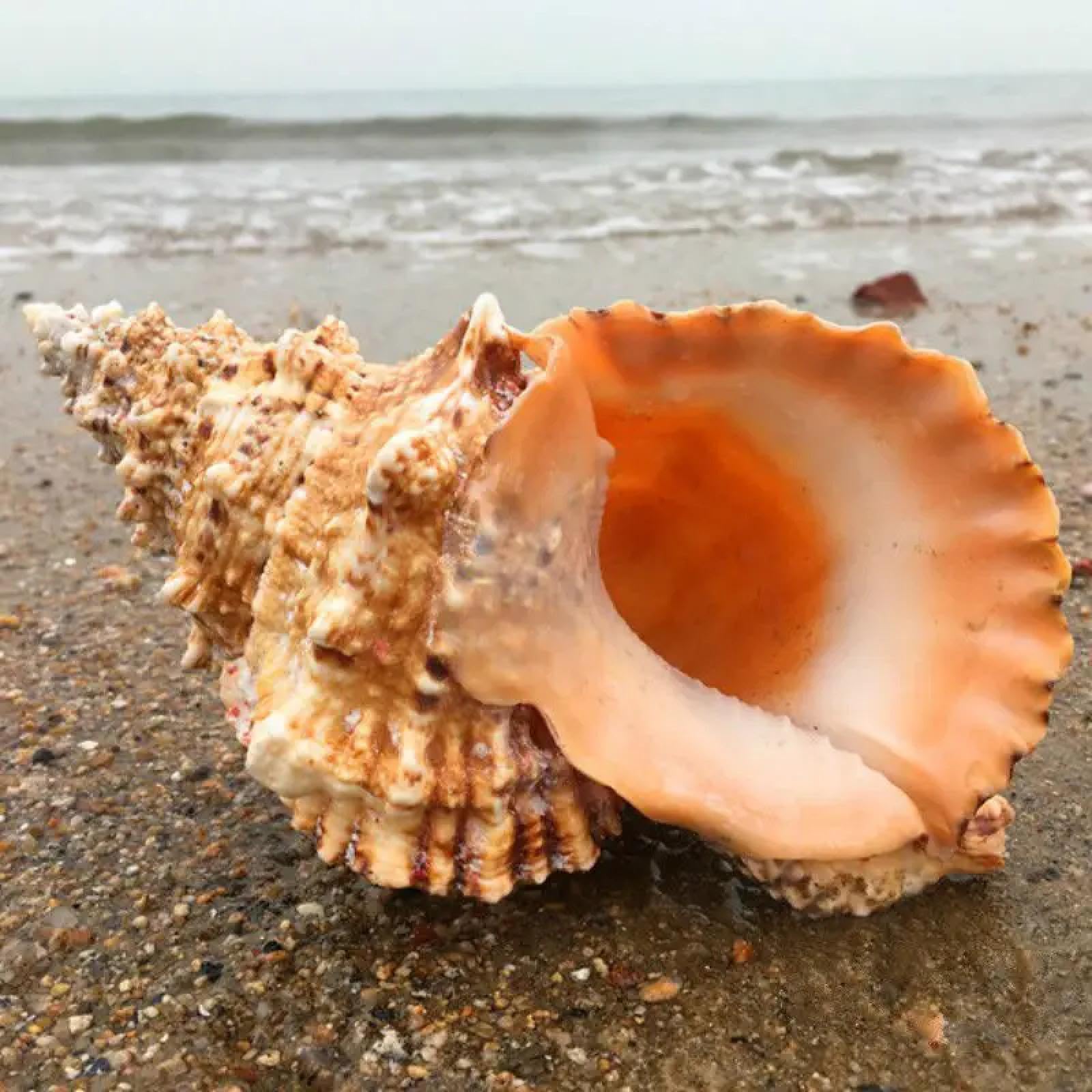 Conchiglie di mare per artigianato, 1 pezzo enorme conchiglia naturale per la decorazione della casa festa di nozze regali grande conchiglia spiaggia conchiglia campione di conchiglie per acquari 17