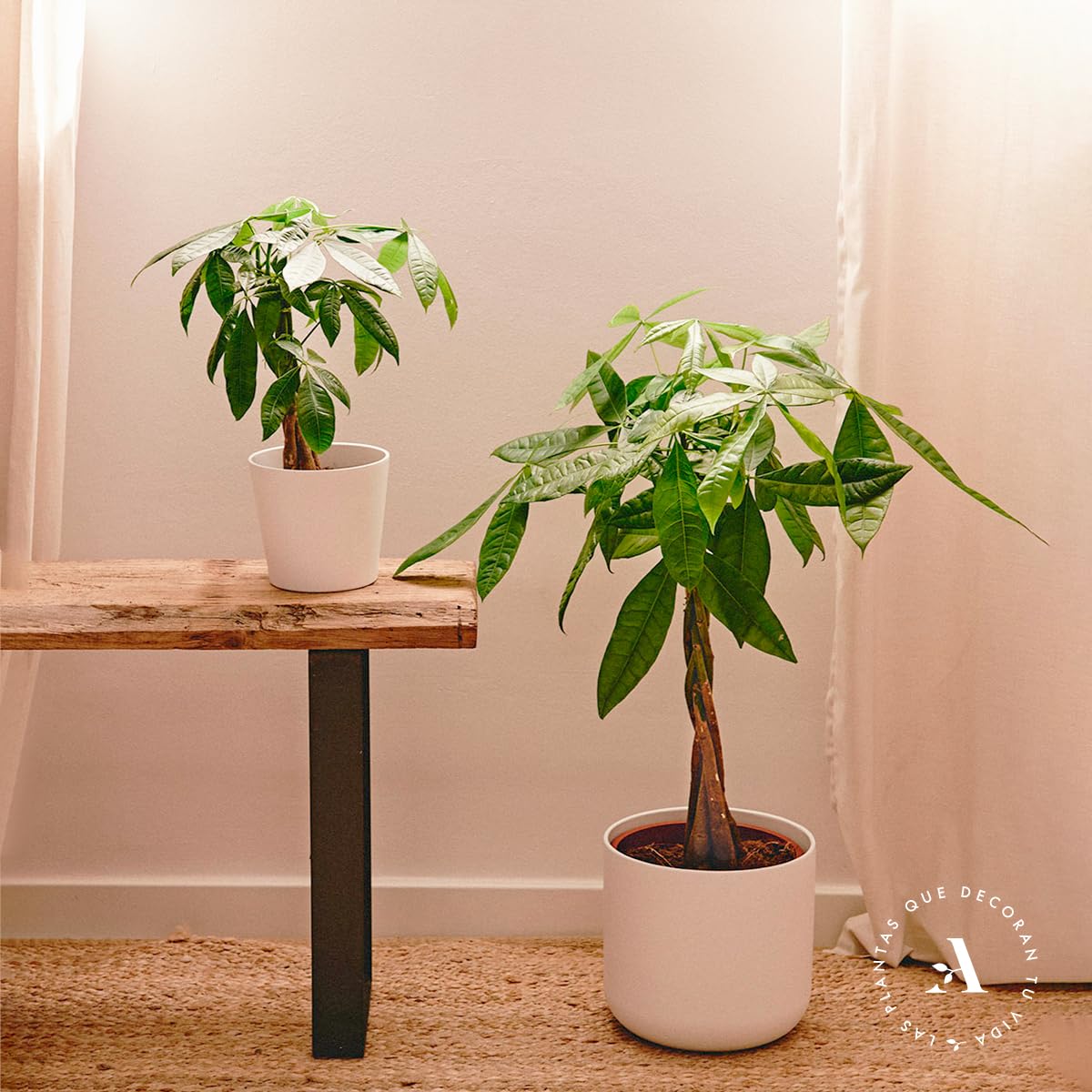 Pachira Aquatica o Árbol del dinero | Planta natural ideal para interior disponible en dos alturas (Alt. 70-80 cm | 19ø)