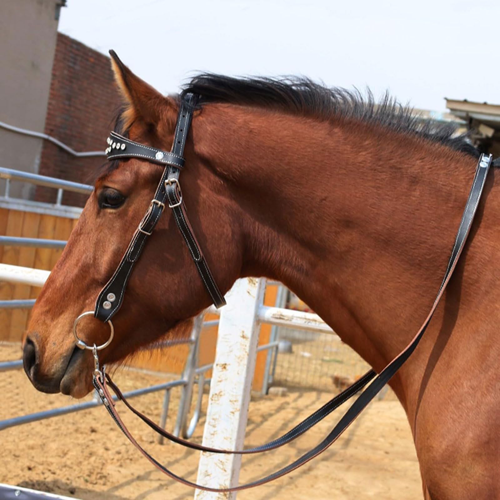 Cavezza Cavallo,Cavezza Regolabile,Briglia Cavallo,Capezze libere ergonomiche e comode,Attrezzatura equestre,per Scuderia,Gara,Allenamento,Corsa Quotidiana
