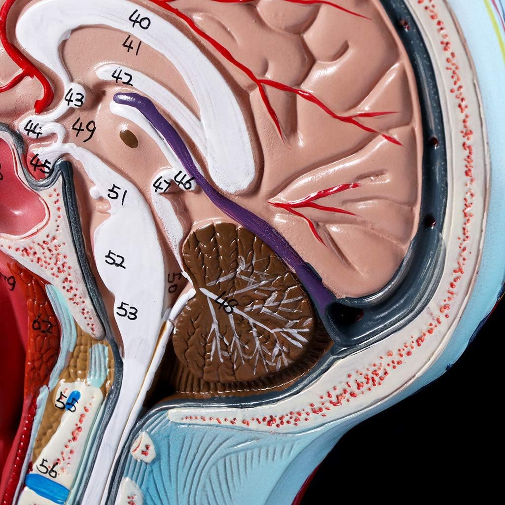 BloomingJS Human Anatomy Model Human Anatomical Half Head Face Anatomy Medical Brain Neck Median Section Study Model Nerve Blood Vessel for Teaching