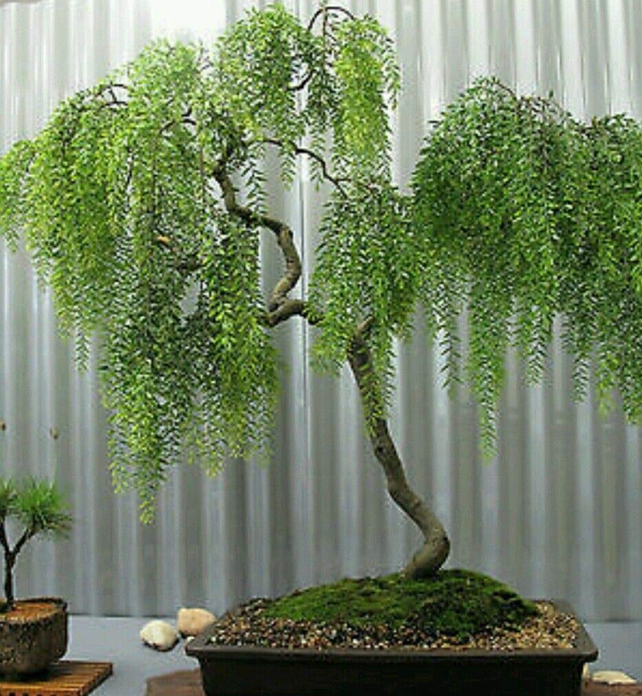 Weeping Tea Tree Seeds, Ideal Indoor or Outdoor Bonsai Plants for Home Garden Planting Seeds by Heavy Torch, Pack of 10 Seeds
