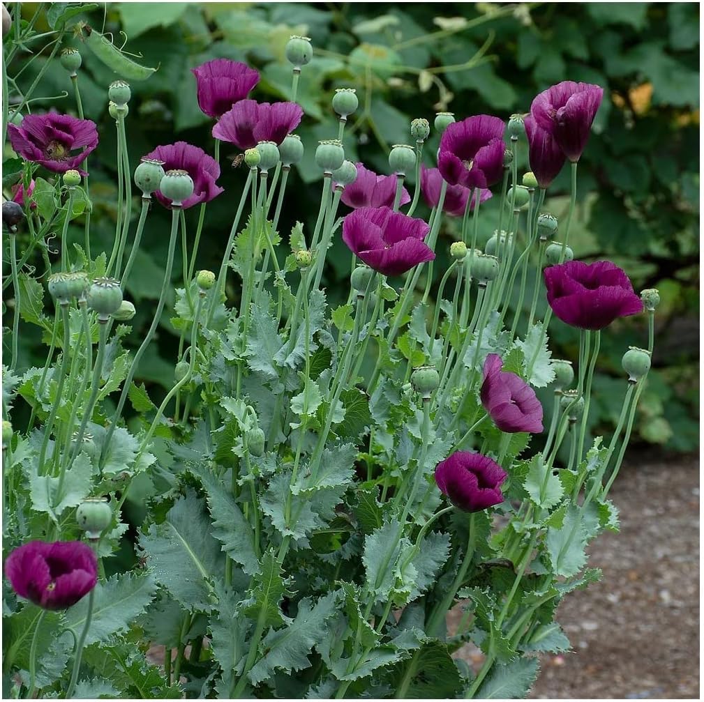 250 Papaver Poppy Laurens Grape Seeds 250 Purple Poppy Seeds Amazon 250-papaver-poppy-laurens-grape-seeds-250-purple-poppy-seeds-amazon