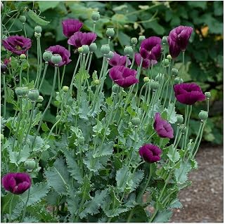 PREMIER SEEDS DIRECT -Poppy Papaver SOMNIFREUM Laurens Grape 1 Gram ~ Approx 2200 Seeds