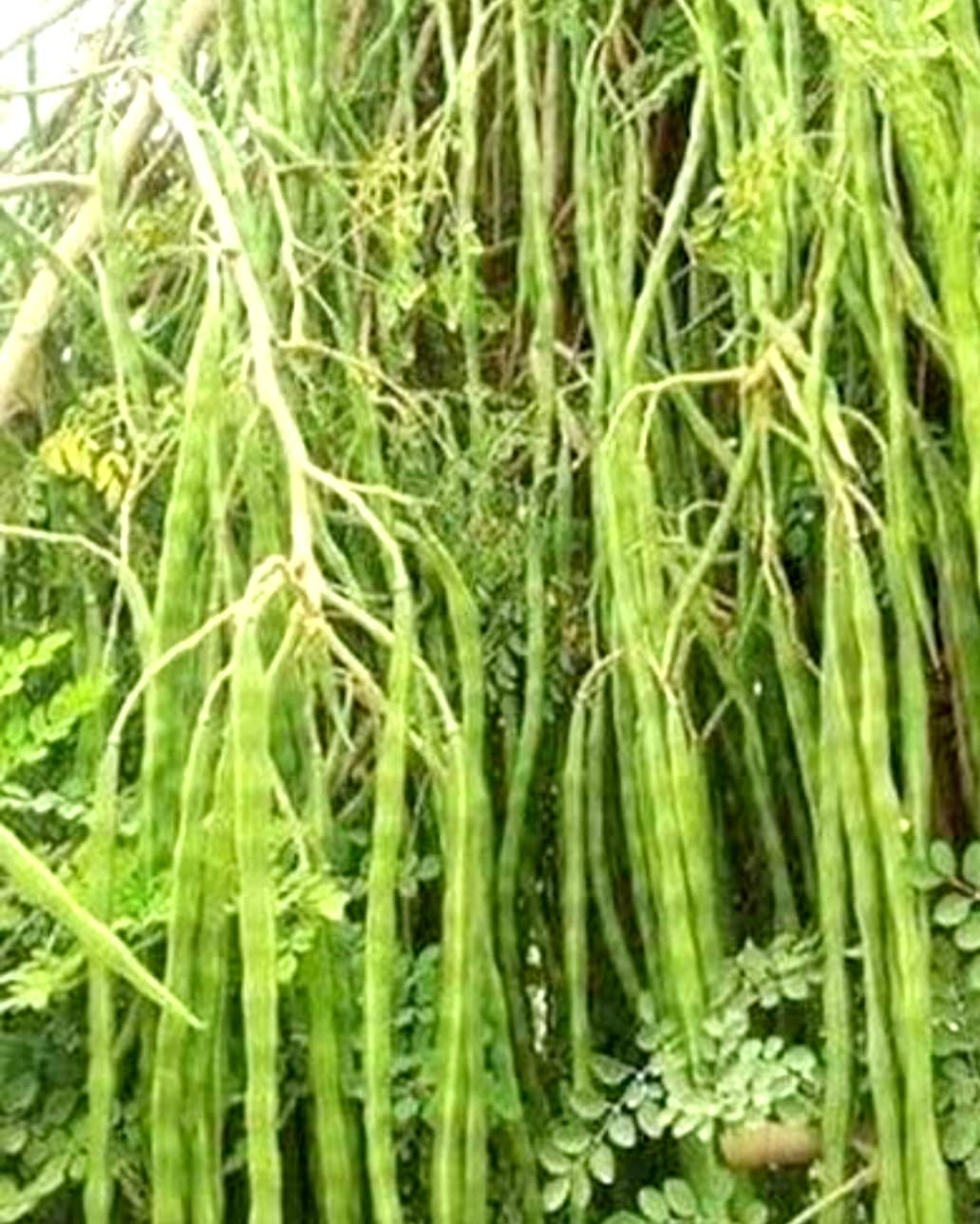 NATURE WORLD PREMIUM F1 HYBRID MORINGA MUNAGA DRUM STICKS FRESH SEEDS FOR GREAT HOME GARDENING (3000 SEEDS) (B0C3Y1TWKK) Amazon Price History, Amazon Price Tracker