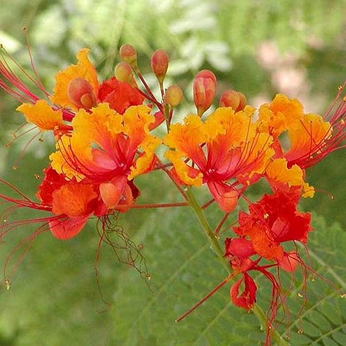 Miniatura 6 de CHUXAY GARDEN Semilla de pulcherrima de Caesalpinia Roja, 10 semillas, gran pájaro del paraíso con encanto exótico