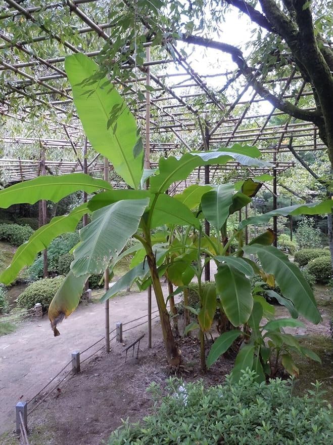 2 Live Plants - Musa - Basjoo Bananas - Banana Trees - Cold Hardy Variety to 10 °F - 5-6" Tall