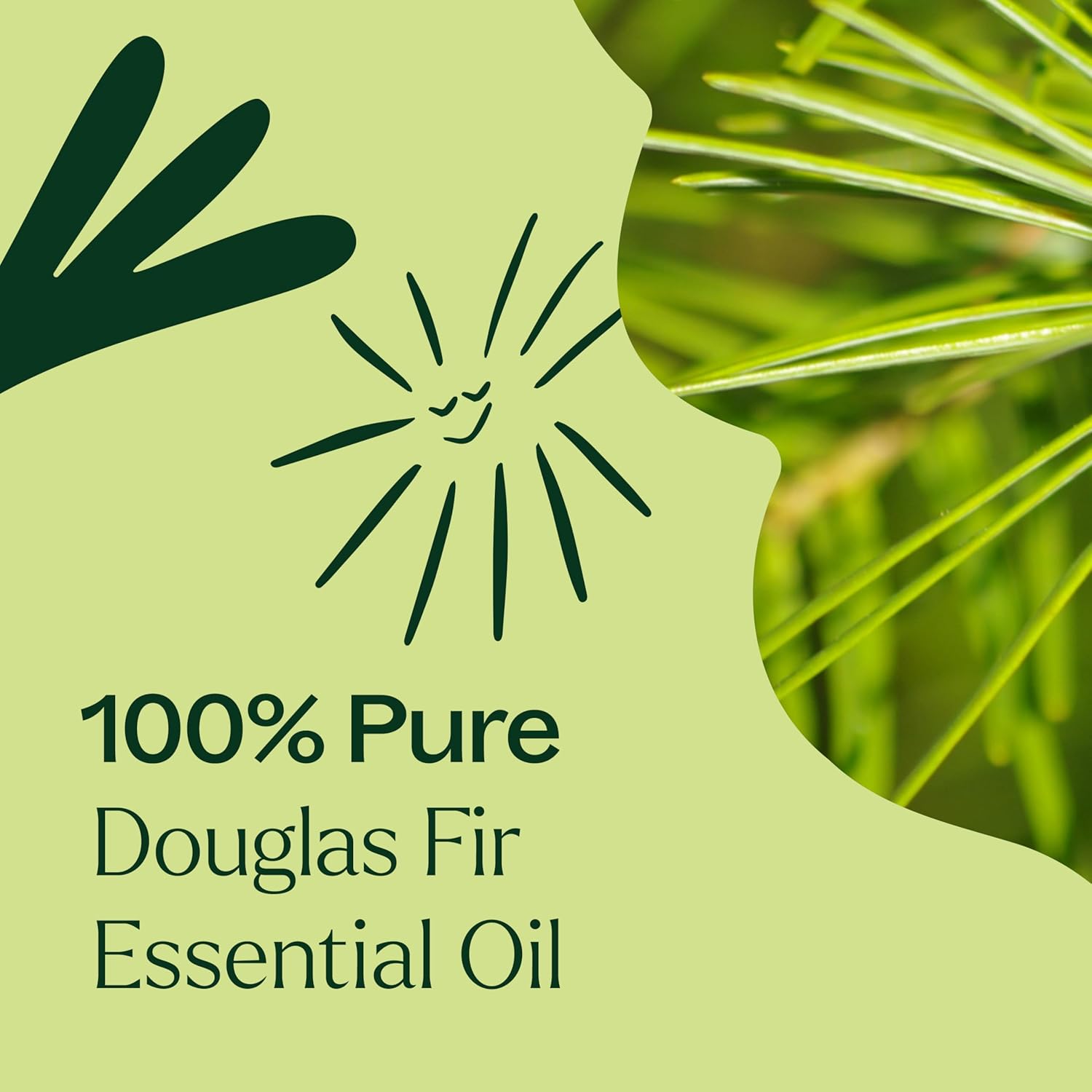 Plant Therapy Douglas Fir Essential Oil 10 mL (1/3 oz) 100% Pure, Therapeutic Grade, Undiluted