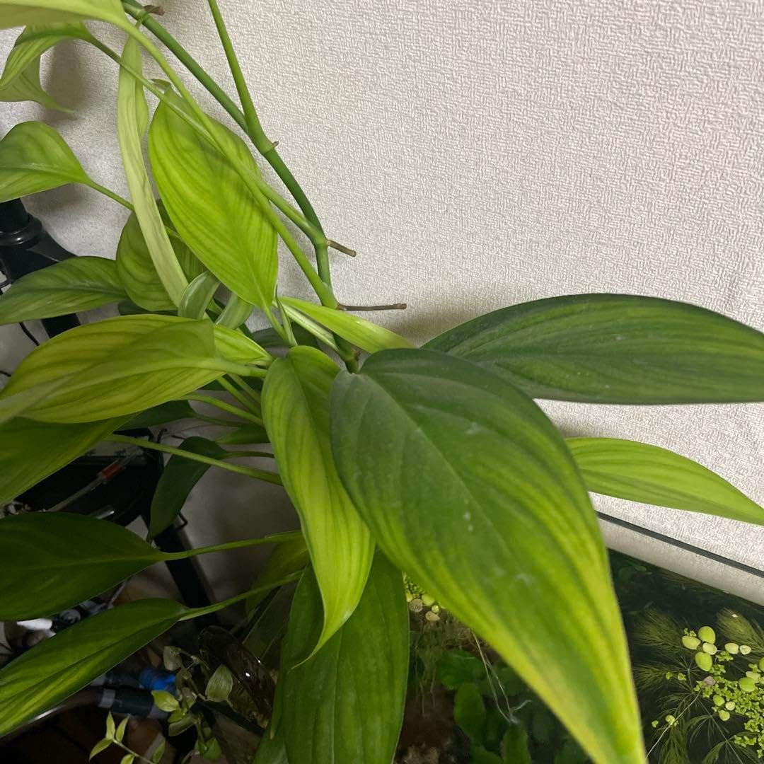 キカズラ 水上葉