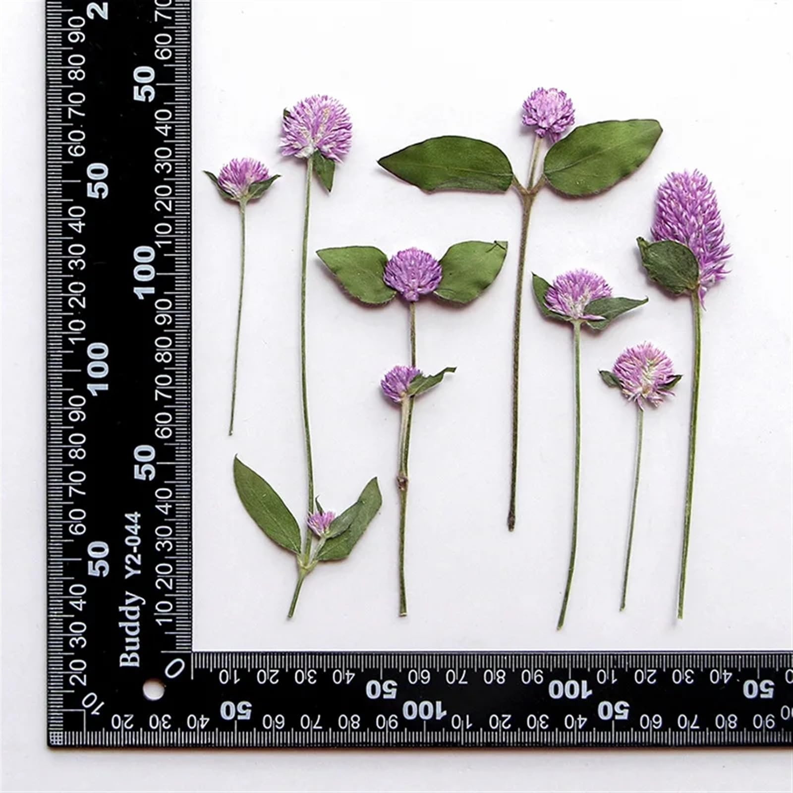 Trockenblumen 120 Stück gepresste, getrocknete Gomphrena Globosa-Blume, Herbarbelege for Epoxidschmuck, Karten, Lesezeichen, Rahmen, Telefonhülle, Gesicht, Make-up, Lampe(Red)