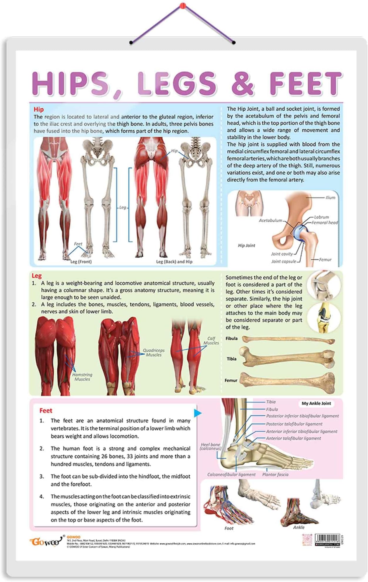 HIPS, LEGS AND FEET CHART | Understanding Lower Extremity Structure: Informative Charts