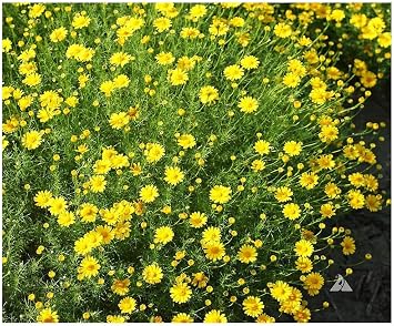 Dahlberg Daisy Seeds - Annual Texas Native - 11,500 Tiny Seeds