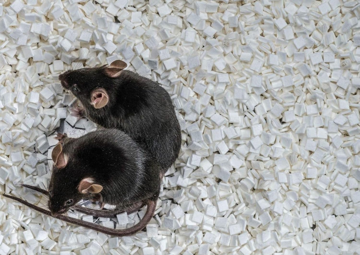 Small Animal Bedding, Paper Bedding for Small Animals, Mouse, Rodent, Rats, Gerbil, Snake, 20 lbs