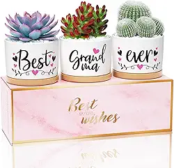 Presentes de Dia das Mães para a avó, presentes de netos, netos, presentes de aniversário para avó, presente de aniversário para avó, conjunto de presentes de avó, melhores vasos de suculentas para