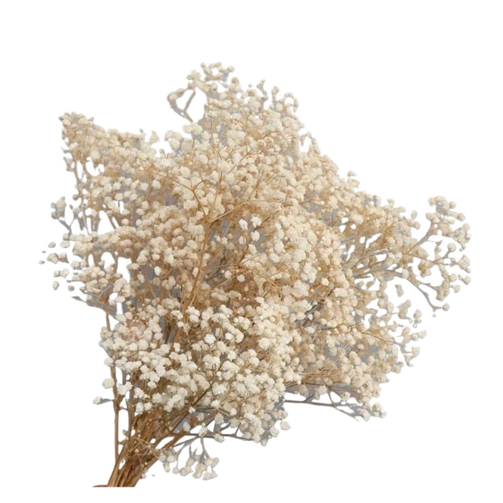 WJIAYAO dried gypsophila flowers 40-50cm Dried Flowers Gypsophila Paniculata,Baby's Breath Flower Bouquets Wedding Decoration,Home Decor(Beige,40g (40cm))