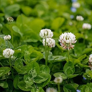 Outsidepride White and Crimson Clover Seed