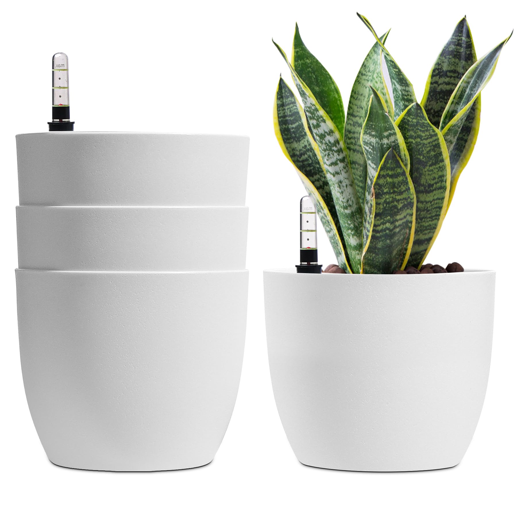 banana water plant Nymphoides Aquatica / Banana Plant — Buce Plant