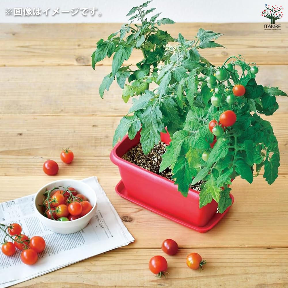 Amazon｜ITANSE 栽培セット エンジョイプランターベジ ミニ