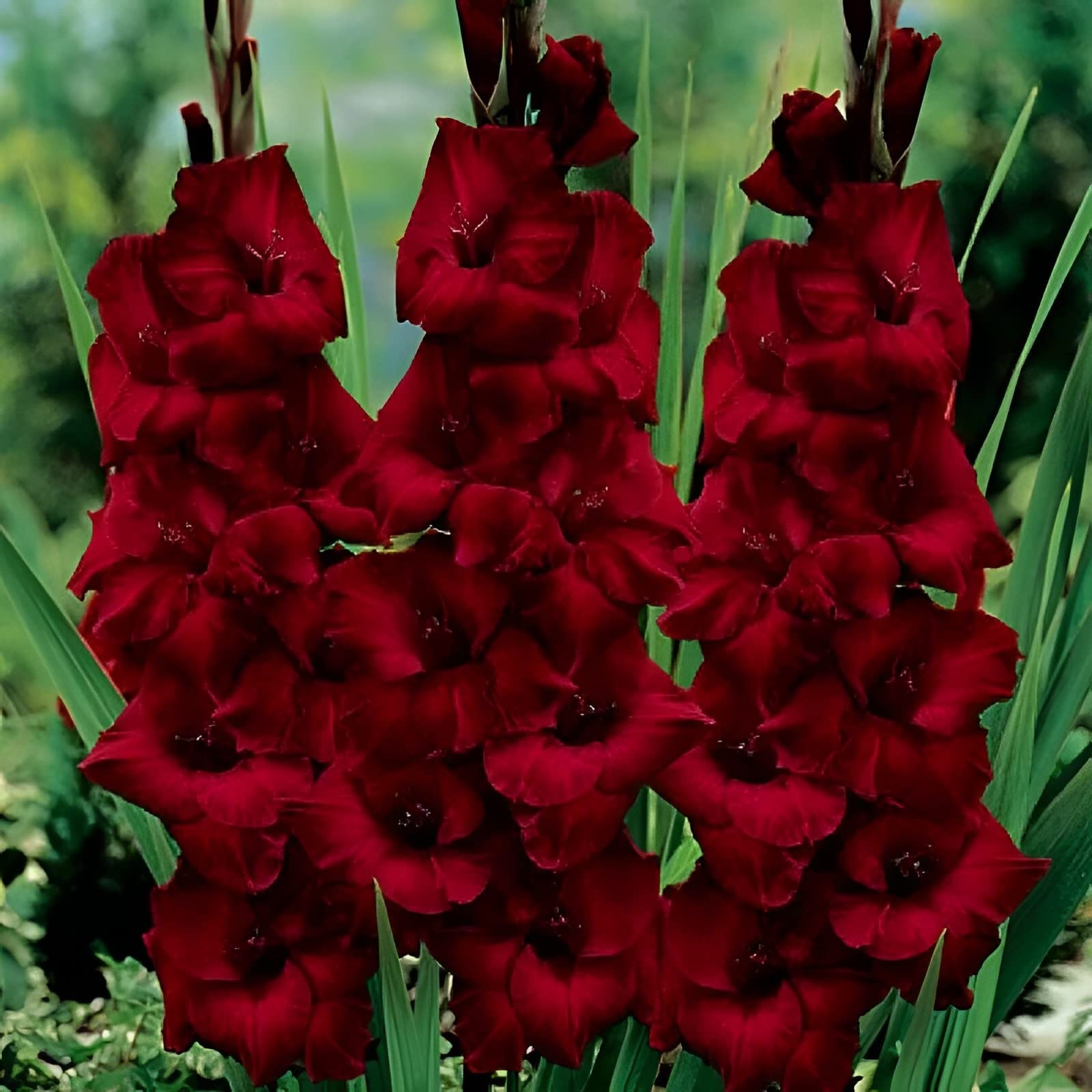 Votaniki Espresso Gladiolus Bulbs - Attracts Pollinators, Long Lasting Stunning Red Blooms - Perennial Gladiolus Flower Bulbs for Planting - Perfect for Any Garden (6 Pack)