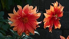 Review Image by JerryInLodi JerryInLodi