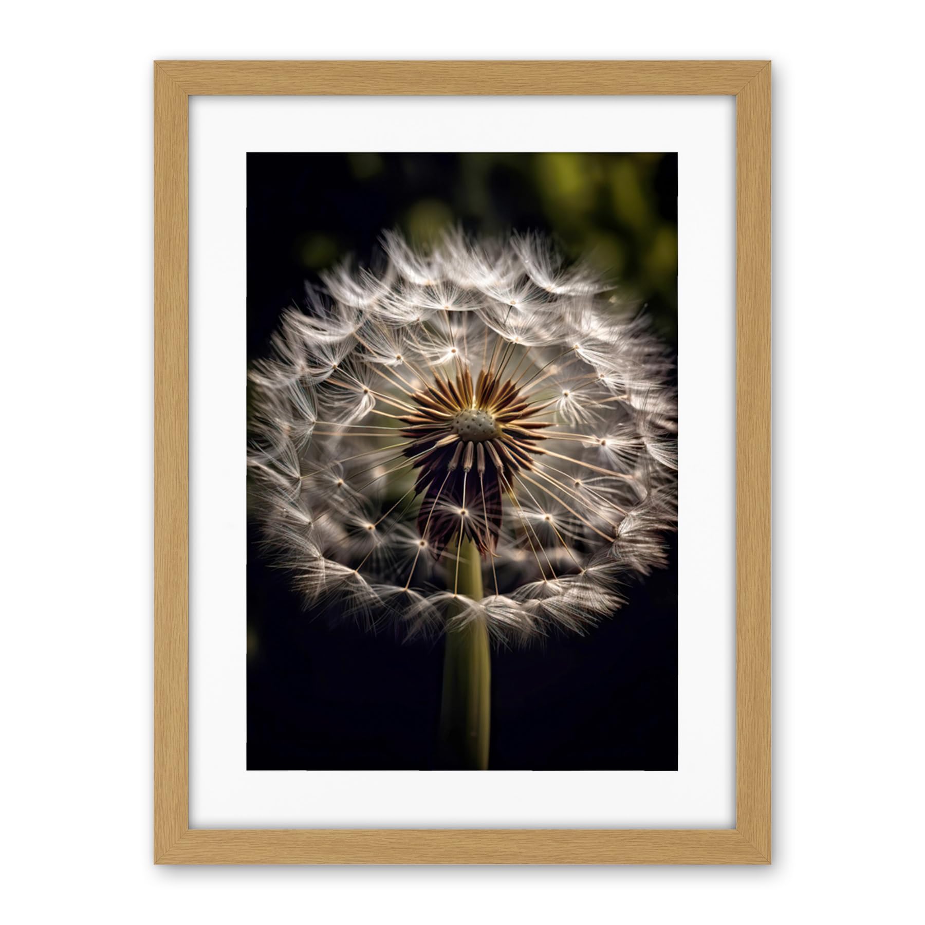 Artery8 Dandelion Flower Pappus Macro Photograph Dark Close Up Detail Artwork Framed Wall Art Print 18X24 Inch