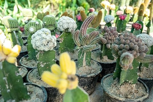 Miniatura 8 de HADIZ Juego de dos piezas de pinzas de jardín de acero inoxidable con pinzas de punta curvada para jardinería de cactus y suculentas (curvas)
