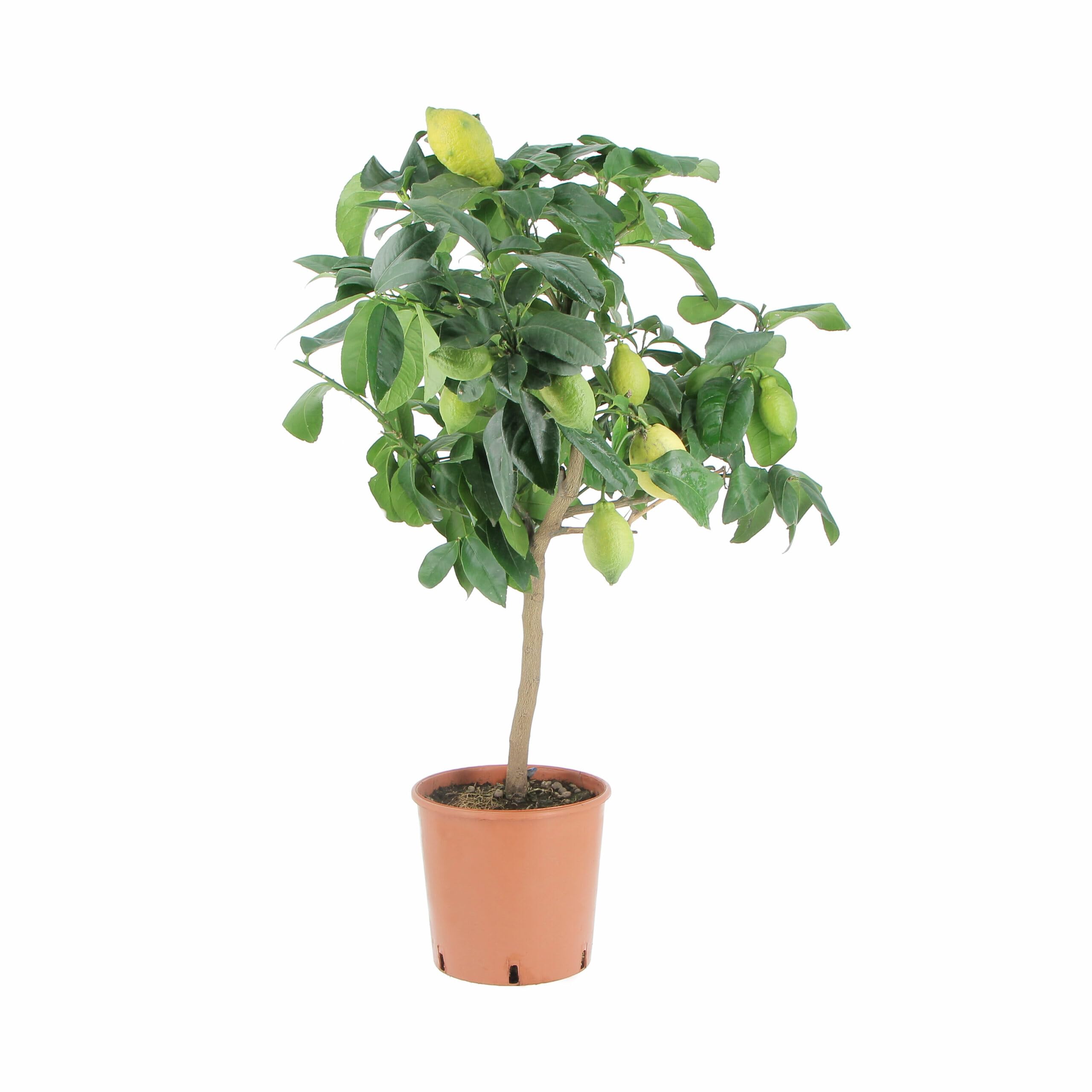 KENTIS - Zitronenbaum - Citrus Limon - Echte Outdoor-Obstpflanzen - Balkon-Zitruspflanzen - H 70-80 cm Topf Ø 20 cm