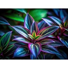 2 Silver Star Wandering Jew Cuttings to Grow - Tradescantia - Easy to Grow Wandering Jew, Wandering Dude