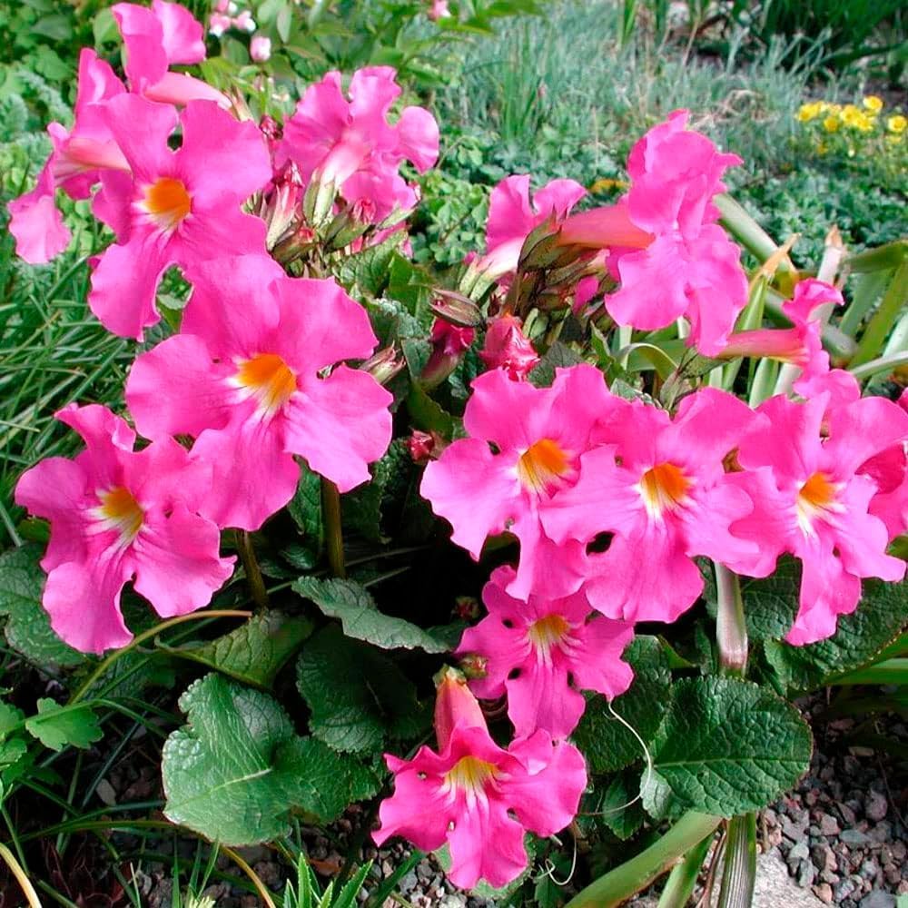 2 x Incarvillea Pink – Blushy Blooms – Perennial – Cheerful Addition – Summer Flowering Bulbs – for Your Beautiful Garden