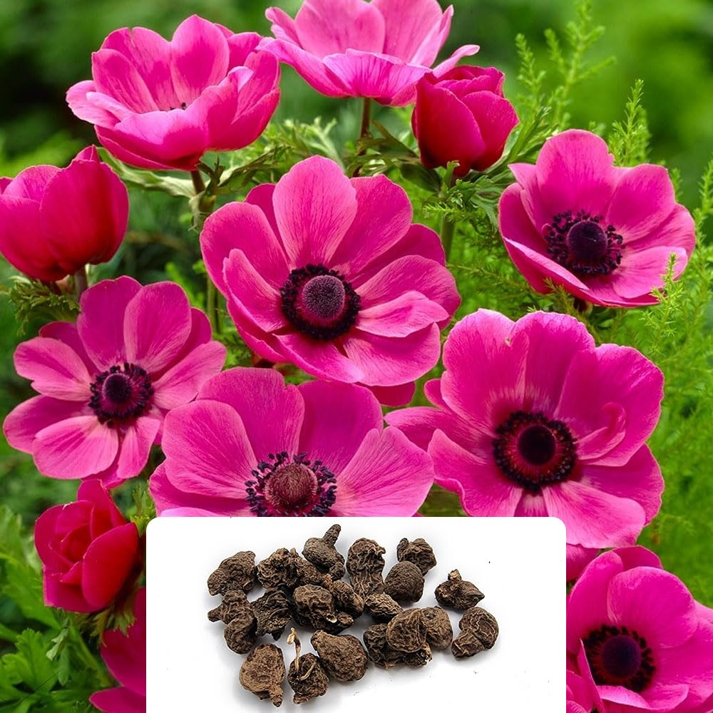 20 Sylphide Anemone De Caen Bulbs - Vibrant Spring Colours for Your Garden - UK Climate Perennial Beauty