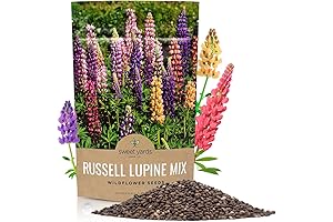 Russell Lupine Seeds: Perennial Wildflower Seeds for Gardens and Landscapes
