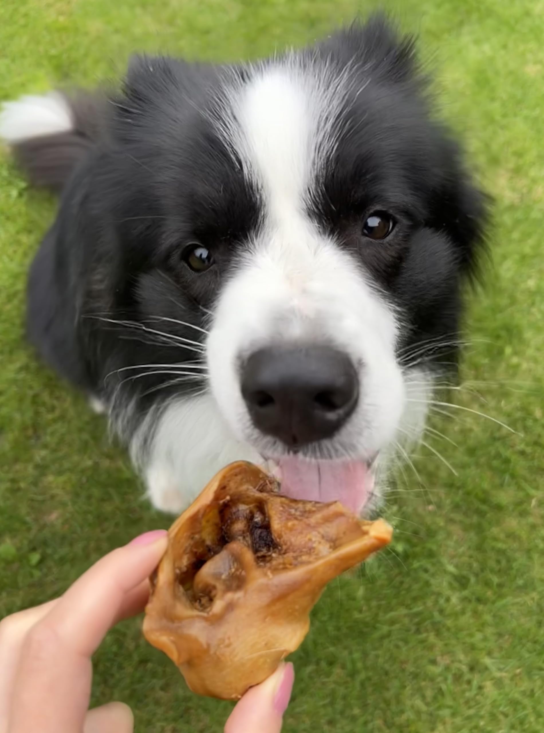 Oreilles de porc 5 kg, oreilles de porc séchées, articles à mâcher pour grands et petits chiens, friandises à mâcher naturelles Lucze Premium