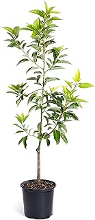 Sponsored Ad - Brighter Blooms - Cold Hardy Avocado Tree, 3-4 Ft. - Exotic, Delicious & Climate-Resilient - Greenhouse-Gro...