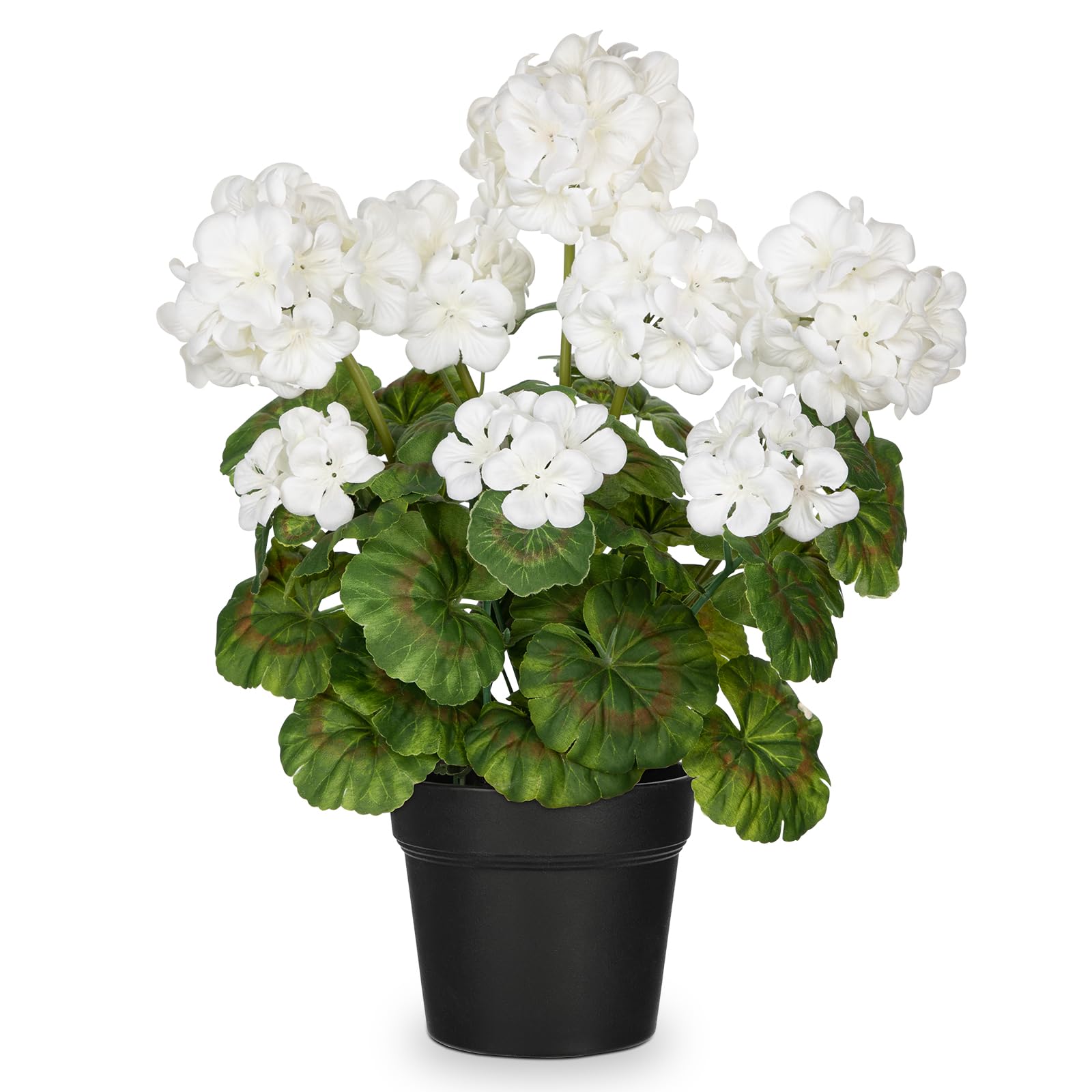 elephant ear plants for sale sunshine coast Alocasia California Tropical Foliage Plant - Elephant Ear Plant - Tropical Plants of Florida main image 1