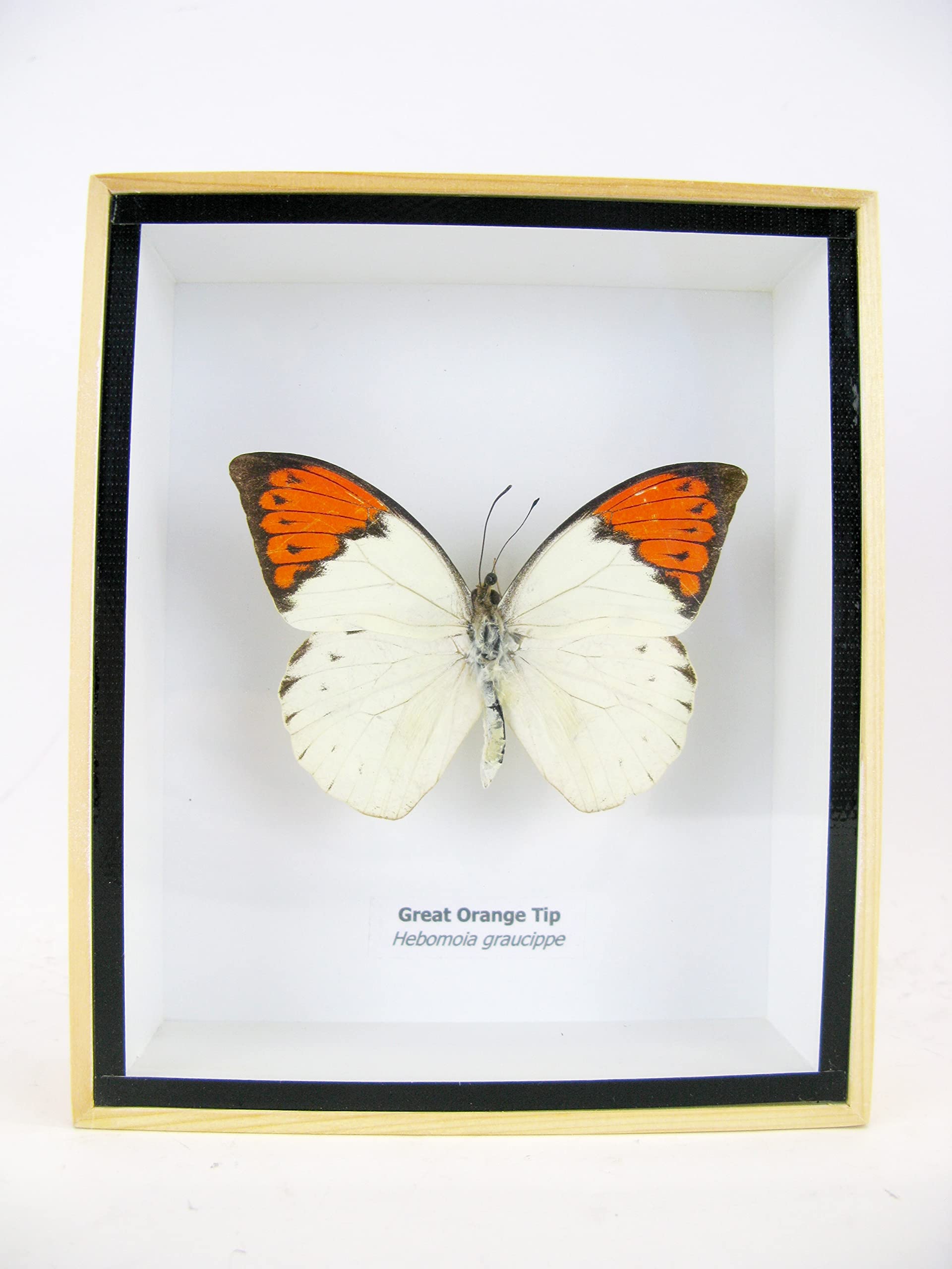 asiahouse24 Ein echter exotischer präparierter Schmetterlinge im Bilderrahmen Wandbild Schaukasten Entomologie Taxidermie (Great Orange Tip)